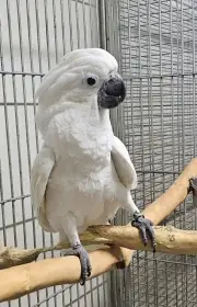 Kakadu Bílý