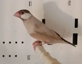 Prodám rýžovníky šedé