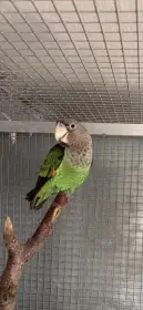 Papoušek  kapský fuscikolis