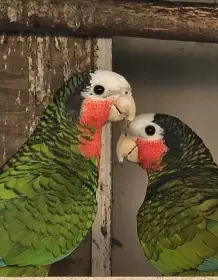 Amazoňan kubánský prodám