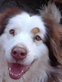 Darujeme 6letého AUO, který je u nás v dočasné péči