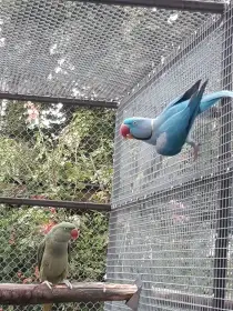 Alexandr velký modrý