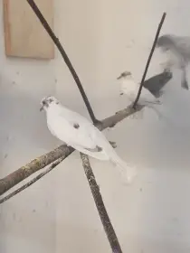 Holoubek diamantový