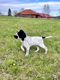 Auvergneský ohař - štěňata