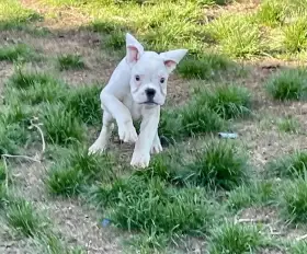 Boxer s PP, chov. stanice