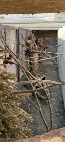 Papoušek královský 0.1 chovná samice 10let