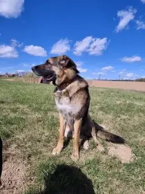 Německý ovčák Bert, 4 roky