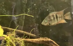 Daruji chovateli dvě samice Kančíka červenohrdlého