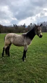 2 letý hřebec X QH