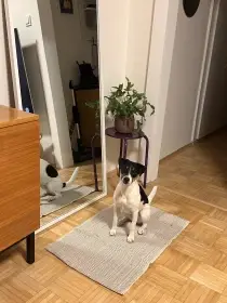 Hledám nový domov pro fentu PRT s PP