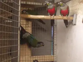 Pyrura červenobřichý