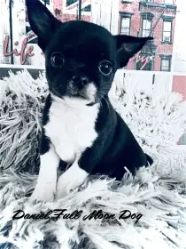 Čivava s PP k rezervaci