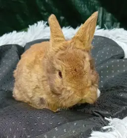 Zakrslý králíček rex s t.g.