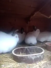 Prodám kalifornský samičky