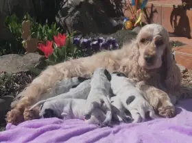 Anglický kokršpaněl - štěňata