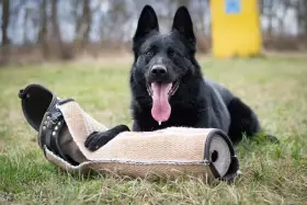 Německý ovčák - štěňátka s PP