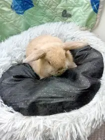 Zakrsli beranci vrh k