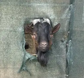 Holandská zakrslá koza 3 letá a její brácha  jejich dotační papírový taťka