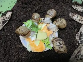 Archachatina marginata ovum Nigeria acromelanic