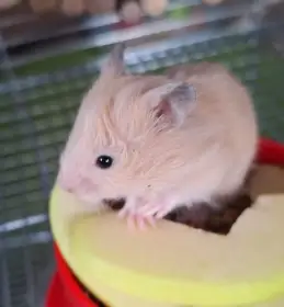 Mláďata křečka syrského