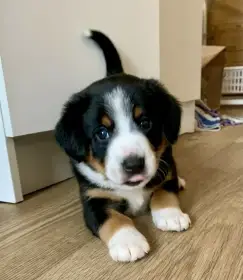 Entlebušsky salašnický pes