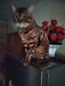 Otec Aragon Felis Empire cz