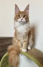 Mainska myvali kotata