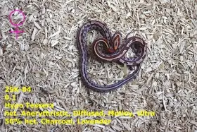 Užovka červená (P. guttatus) - Ultramel  Hypo  Diffused  het. Anery