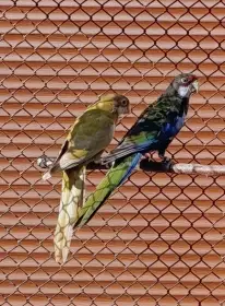 Rosela pestrá černá