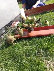 Mláďata indických běžců