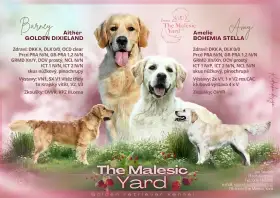 Prodej štěňat zlatého retrívra s PP