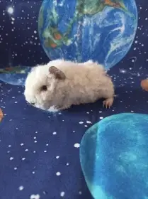 Morče Lunkarya s PP