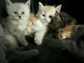 Mainska mývalí s PP