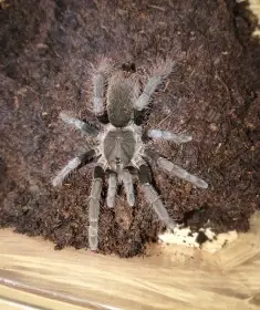 Sklípkani - samci, samice, mláďata