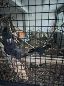 Kakadu Havraní Banksi - harmonizující pár 8 let