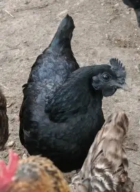 Prodám mladé slepičky Ayam Cemani 9/2025