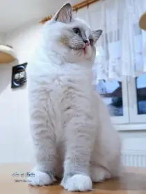 Kotě-kocourek ve zbarvení blue mitted