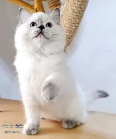 Ragdoll kotě - slečna s PP