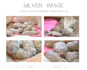 Výmarský ohař - štěně s PP