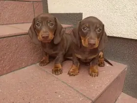 Čokoladový Jezevčík hladkosrstý trpasličí