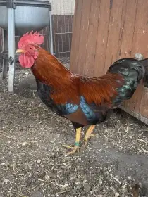 Kohout Velsumka zdrobnělá