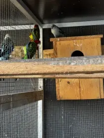 Prodám samce rosel pestré modré