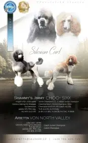 Pudl velký / královský štěňátka s PP