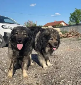 Prodám Čistokrevná štěňata Šarpalnincu