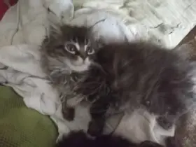 Želvovinová barva srsti kočičky i kocourci