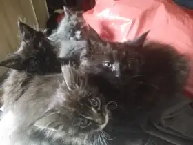 Stříbrný kocourek a kočička