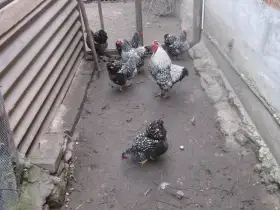 Nabízím násadová vejce zdrobnělých vyandotek