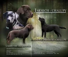 Labradorský retrívr štěňe s PP