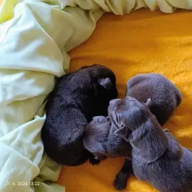 Holčička s klukama