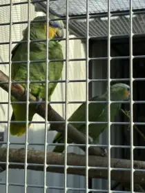 Amazoňan oranžovokřídlý 1,1